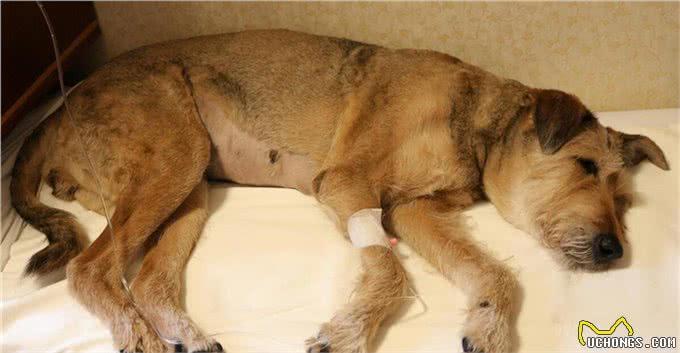 宠物犬几种常见传染病的防治