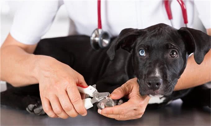 宠物犬几种常见传染病的防治