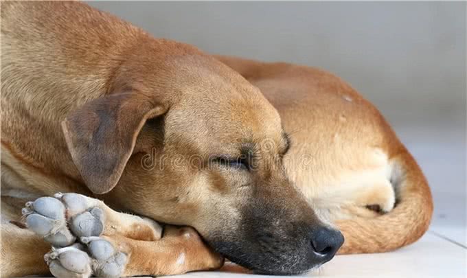 宠物犬几种常见传染病的防治