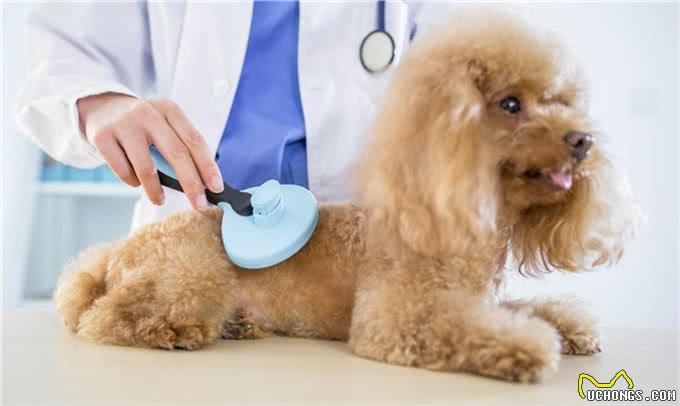 宠物犬几种常见传染病的防治