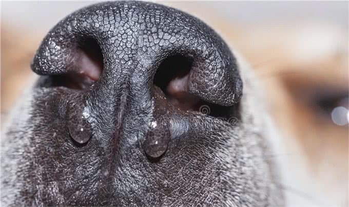 宠物犬几种常见传染病的防治