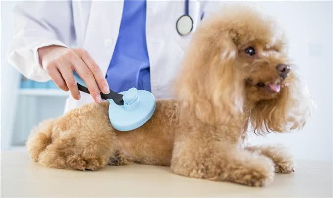 宠物犬几种常见传染病的防治