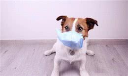 宠物犬几种常见传染病的防治