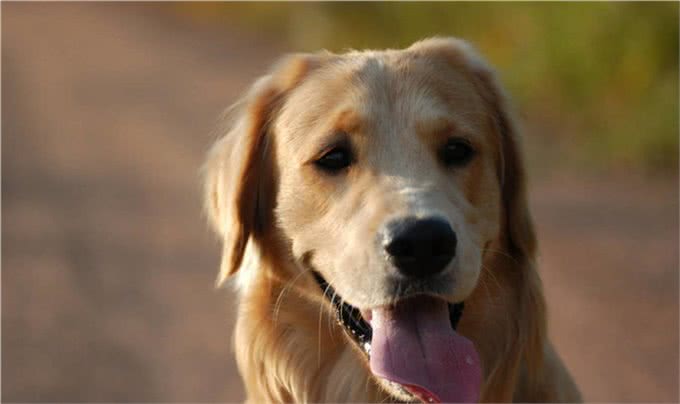 金毛犬不能碰的6种食物，你犯错了吗?