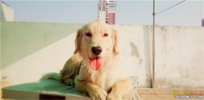 金毛犬不能碰的6种食物，你犯错了吗?