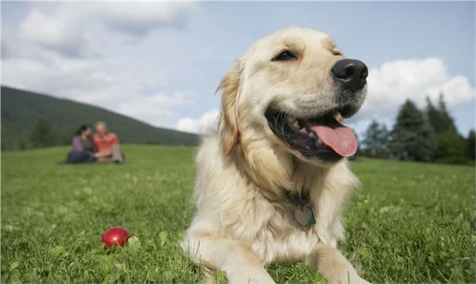 金毛犬不能碰的6种食物，你犯错了吗?