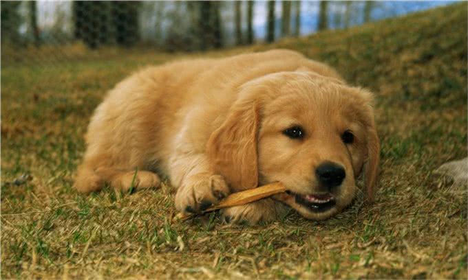 金毛犬不能碰的6种食物，你犯错了吗?