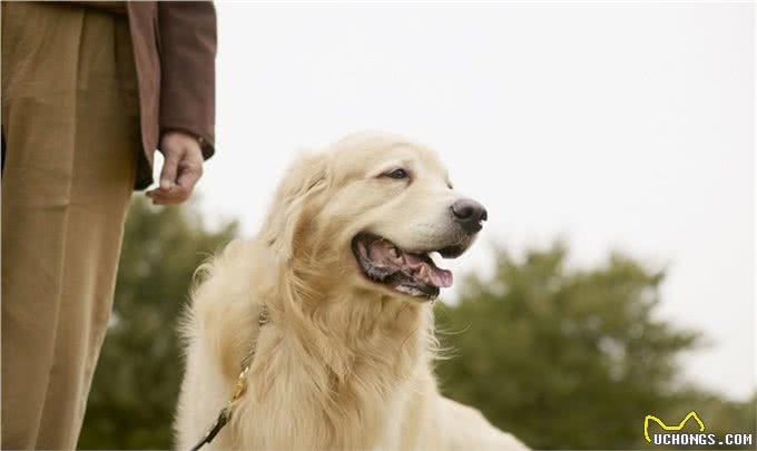 金毛犬不能碰的6种食物，你犯错了吗?