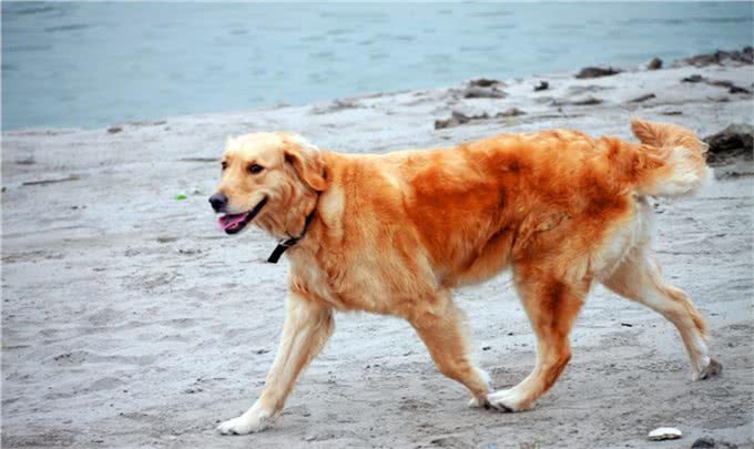 金毛犬不能碰的6种食物，你犯错了吗?
