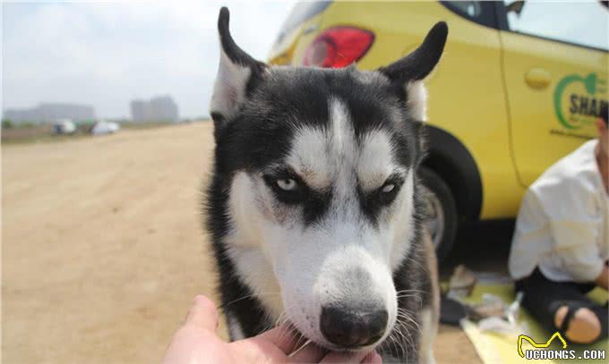 狗狗独自在家为何频频搞破坏?