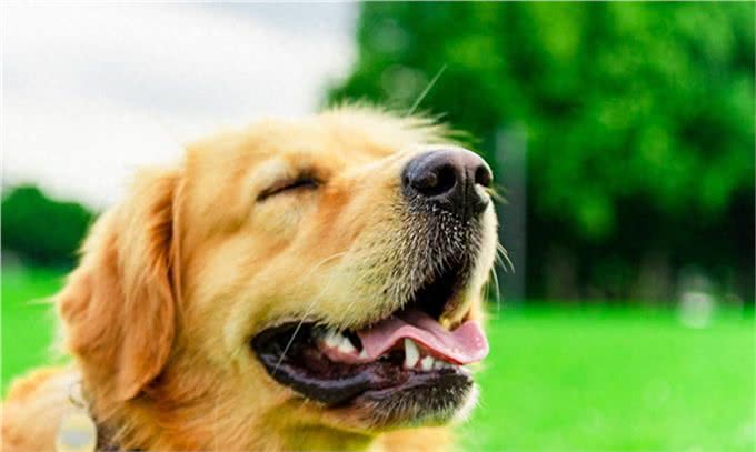 养狗久了才懂，狗狗的这些行为:竟是在维护家庭地位
