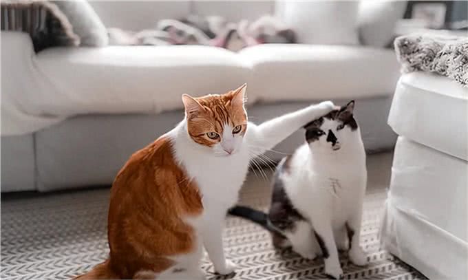 小猫pk人类幼崽…它们的聪明真的超乎想象!