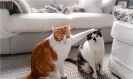 小猫pk人类幼崽…它们的聪明真的超乎想象!