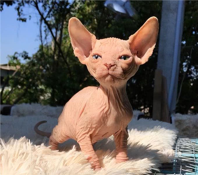 饲养无毛猫，要注意这5点，对猫有好处