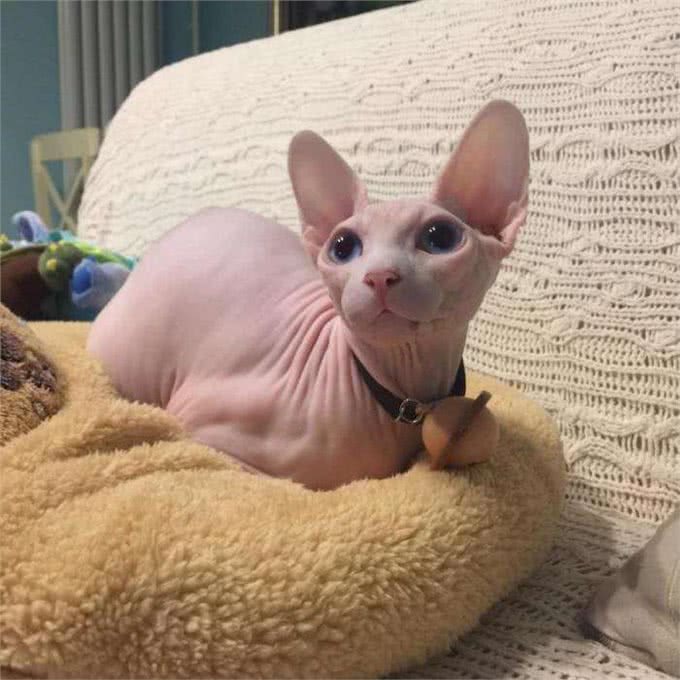 饲养无毛猫，要注意这5点，对猫有好处