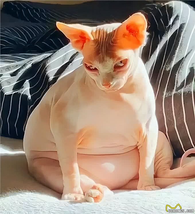 饲养无毛猫，要注意这5点，对猫有好处
