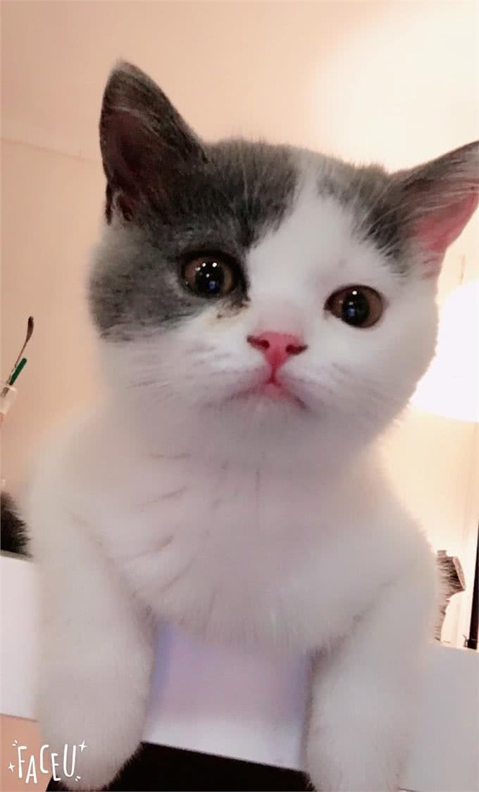 干货!教你一眼分辨宠物猫的品种