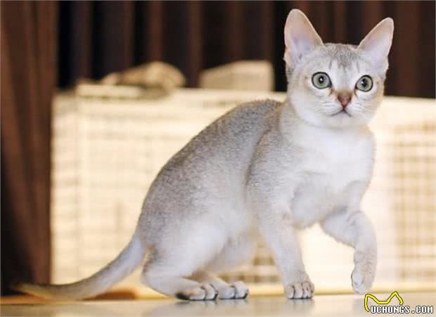 干货!教你一眼分辨宠物猫的品种