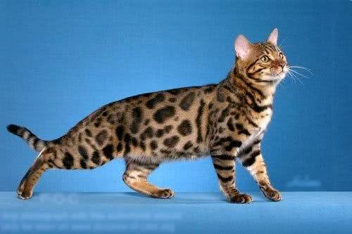 干货!教你一眼分辨宠物猫的品种