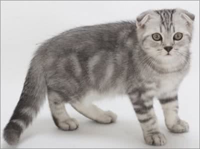 干货!教你一眼分辨宠物猫的品种