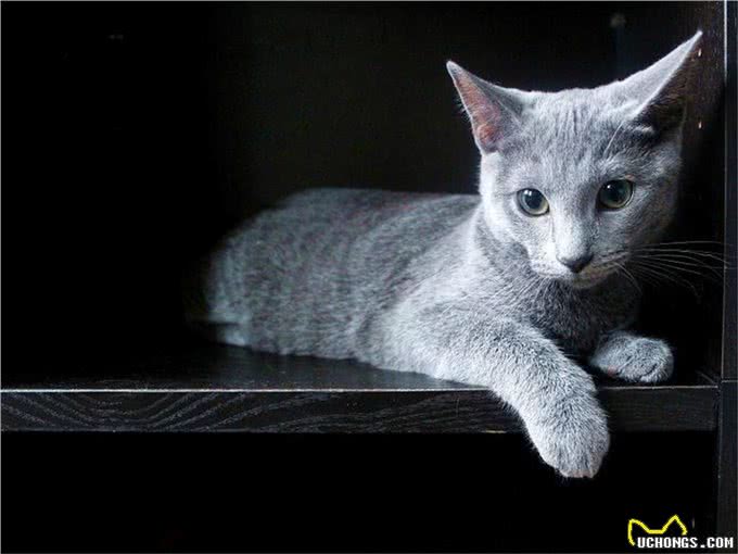 干货!教你一眼分辨宠物猫的品种