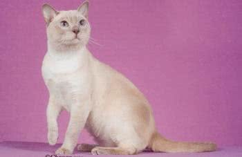 干货!教你一眼分辨宠物猫的品种