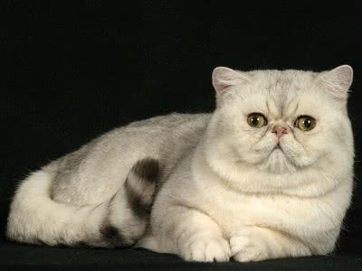 干货!教你一眼分辨宠物猫的品种