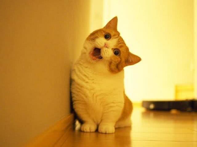 干货!教你一眼分辨宠物猫的品种