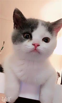 干货!教你一眼分辨宠物猫的品种