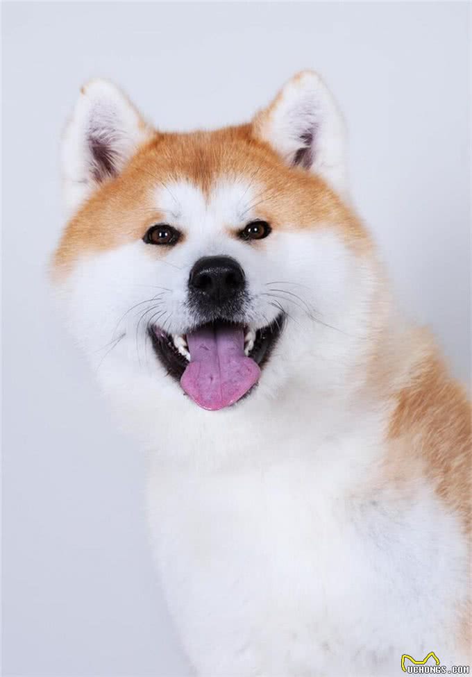 秋田犬的优点缺点及性格特点