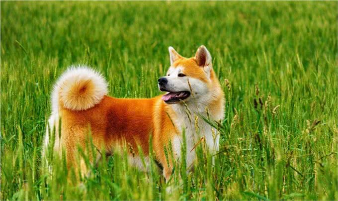 秋田犬的优点缺点及性格特点