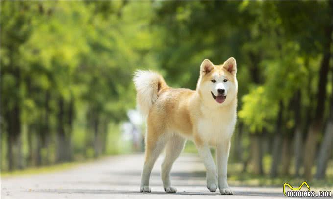 秋田犬的优点缺点及性格特点