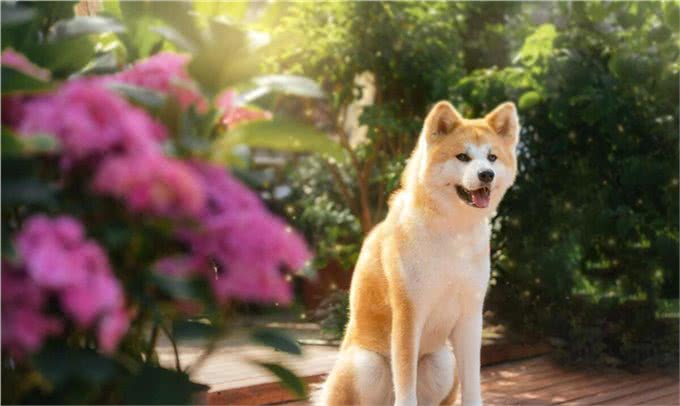 秋田犬的优点缺点及性格特点