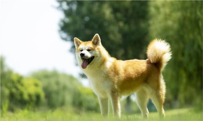 秋田犬的优点缺点及性格特点