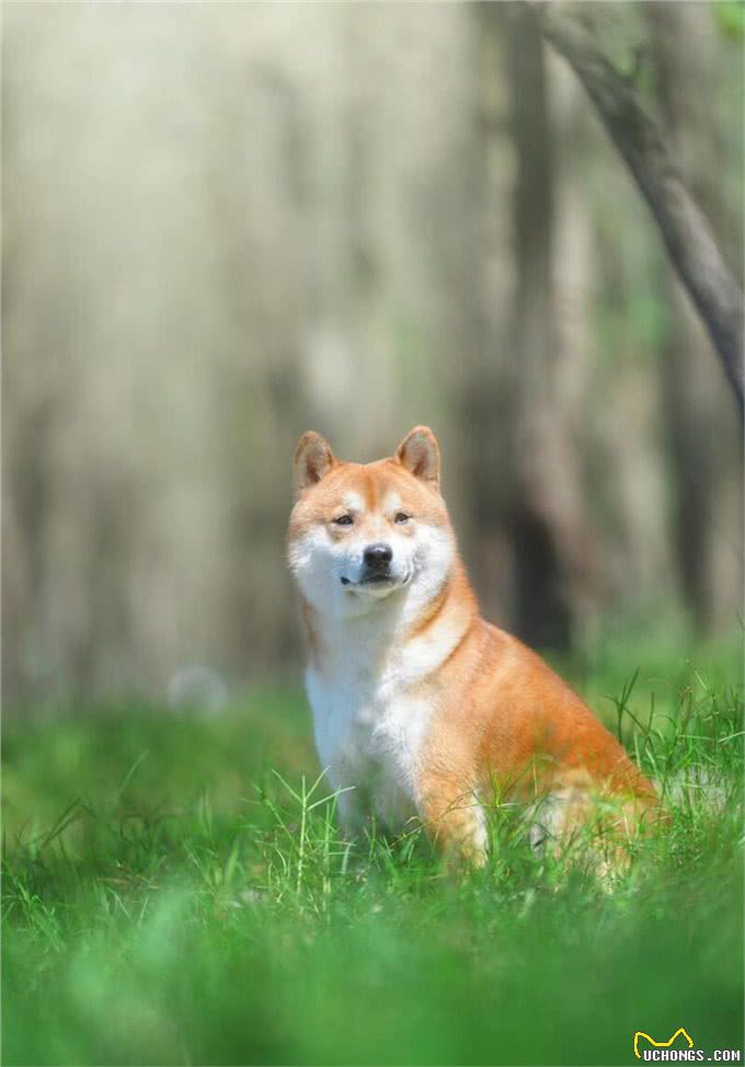 秋田犬的优点缺点及性格特点