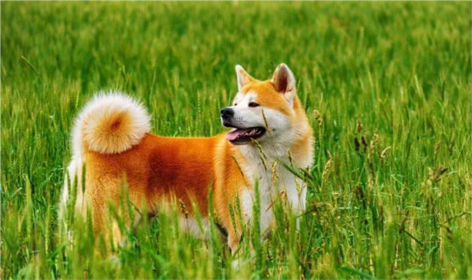 秋田犬的优点缺点及性格特点