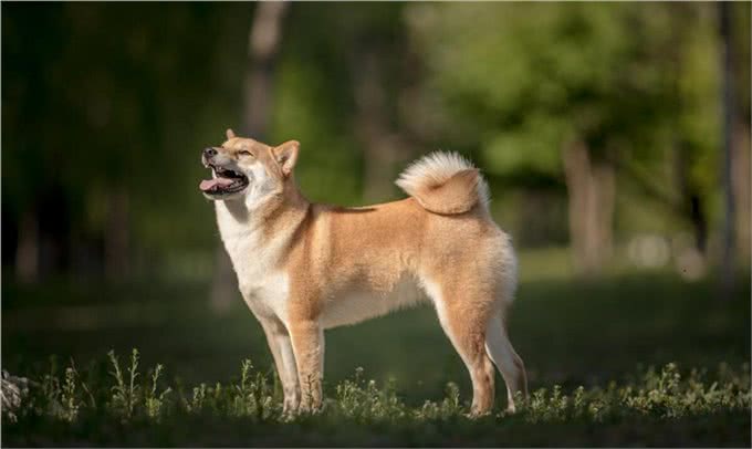 秋田犬的优点缺点及性格特点