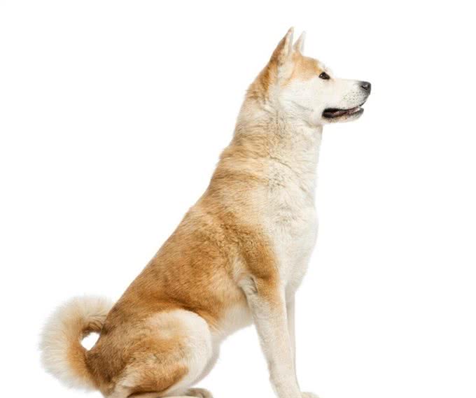 秋田犬的优点缺点及性格特点