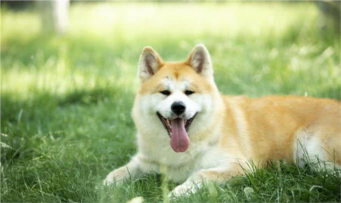 秋田犬的优点缺点及性格特点