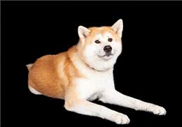 秋田犬的优点缺点及性格特点