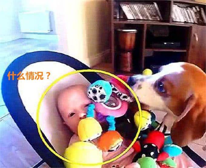 让狗狗照顾小婴儿,几秒后听不到哭声,主人走近一看差点喷饭