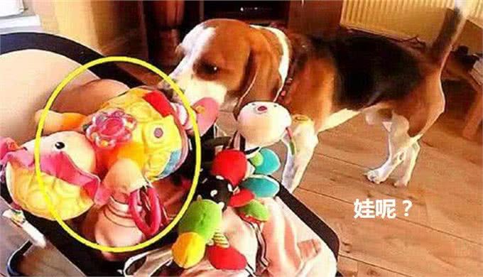 让狗狗照顾小婴儿,几秒后听不到哭声,主人走近一看差点喷饭
