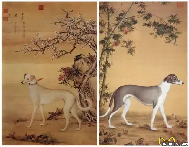 宠物中的运动健将知多少~?