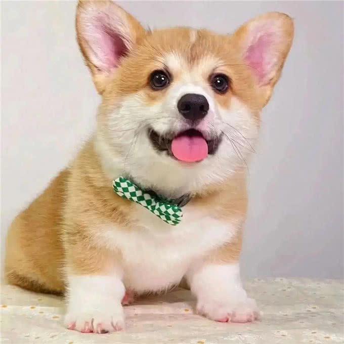 全红婵买的柯基犬是什么品种?