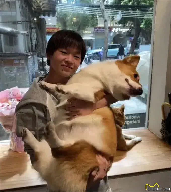全红婵买的柯基犬是什么品种?