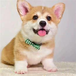全红婵买的柯基犬是什么品种?