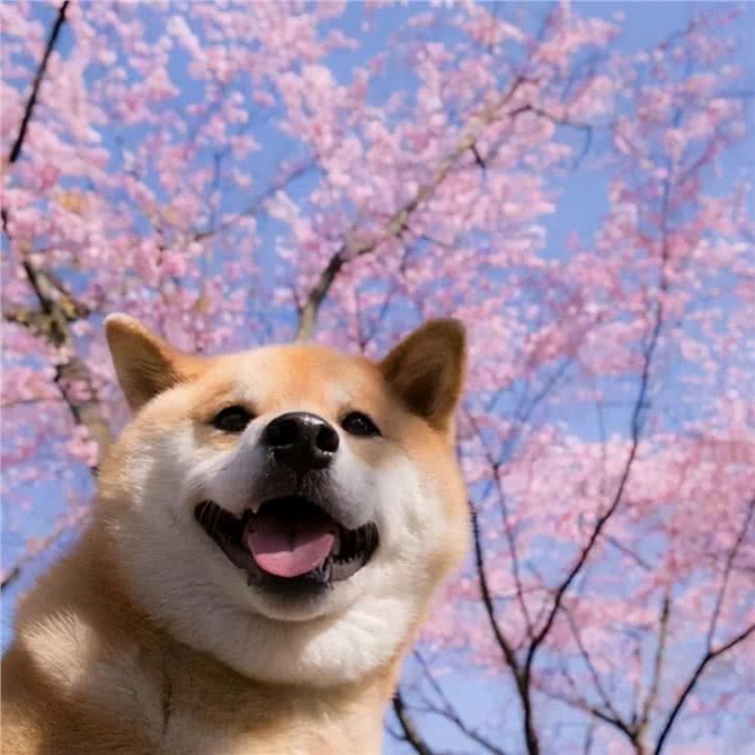 柴犬的优缺点,你了解多少?
