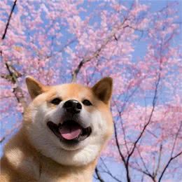 柴犬的优缺点，你了解多少?