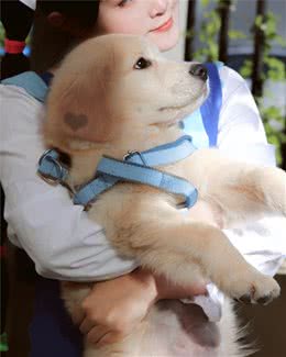 狗狗咬人的两种情况，其根源都在于你，以后要谨记