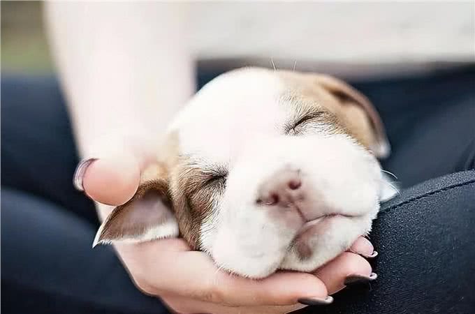 狗狗打疫苗前后的注意事项
